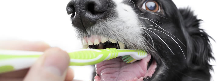 毛孩子的牙齿守护者！宠物漱口水安全大揭秘，养宠人必看安心指南！